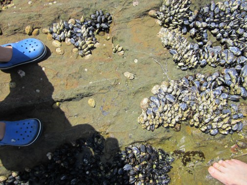 Tidepool fun 59