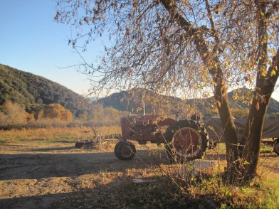 Apple Picking in Oak Glen 91