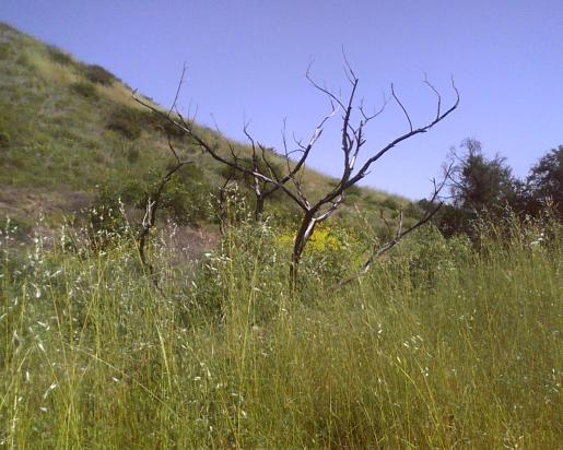 Aqua chinon  fire damaged sumac